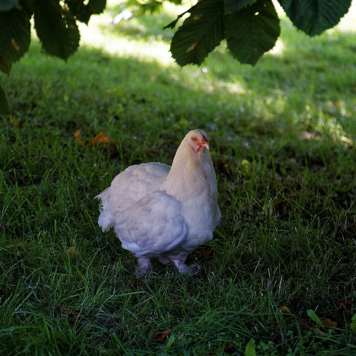 A white hen on green grass under tree shade