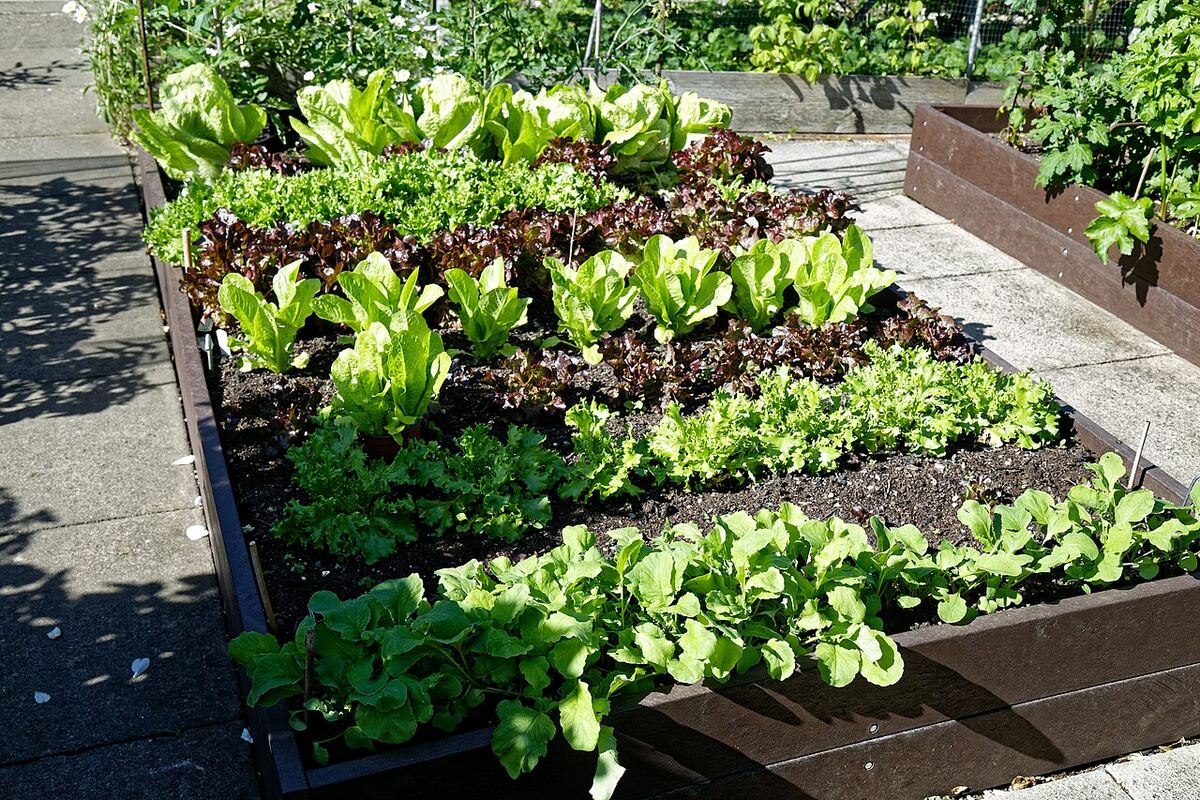A raised bed full of lettuces in bright sun