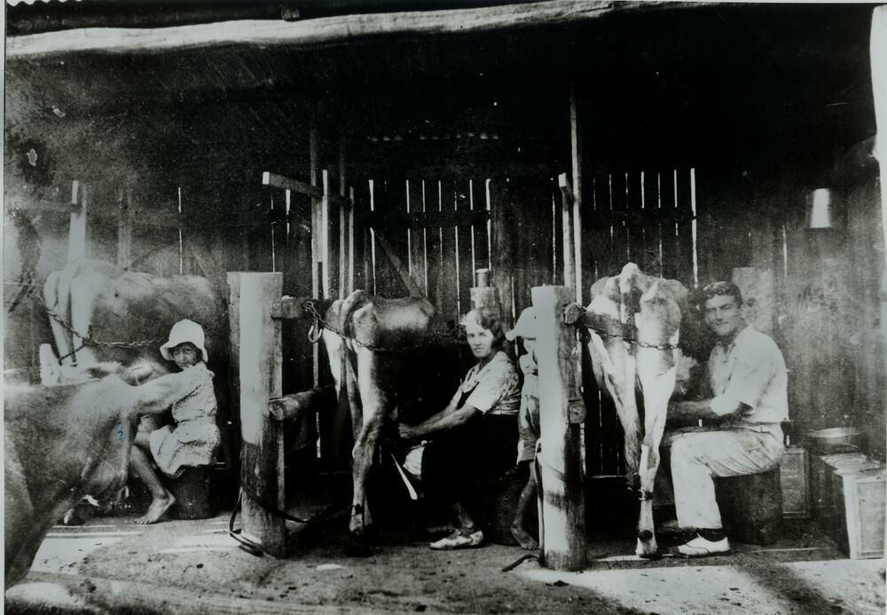 Hand-milking cows in an open shed, 1935