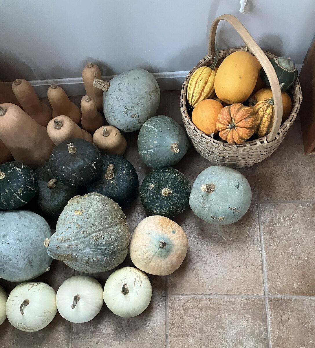 A year of winter squash on a kitchen floor