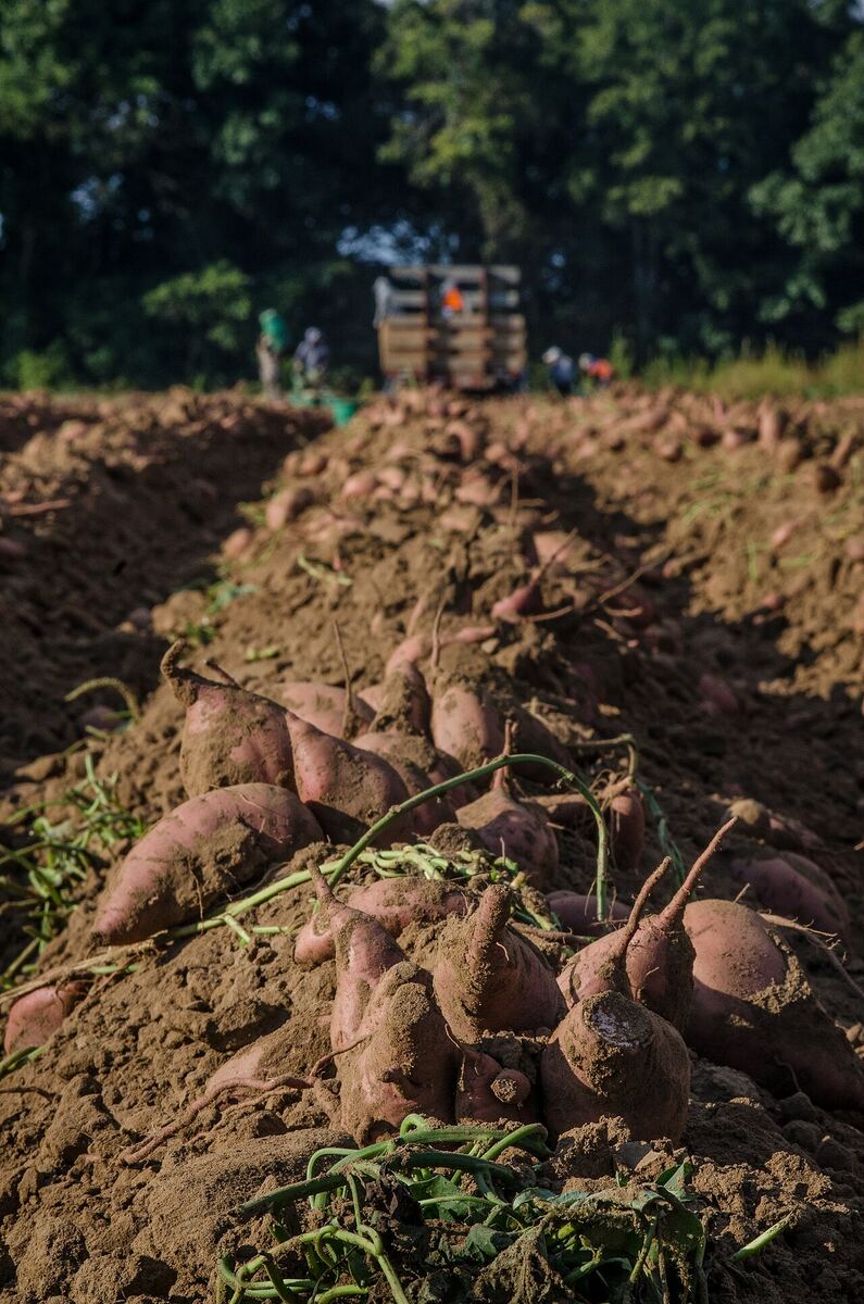 Rows of freshly dug sweet potatoes